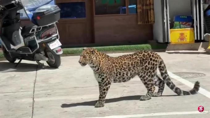 �Ĵ��سǳ���Ұ����Ǯ��������Χ��