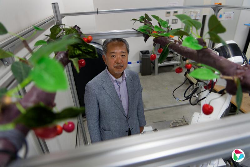 山形大学机器人与机电一体化教授妻木勇一设计了这款樱桃采摘机器人。