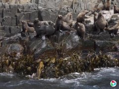 ���Ǻ������H5N1 ���������鶯���Ⱦ�����в���
