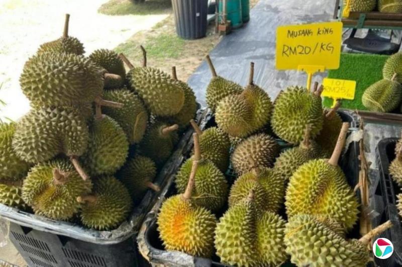 马国榴梿产量过剩 价格显著下跌