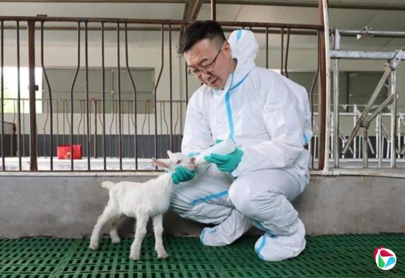 中国首次成功批量克隆超高产奶山羊