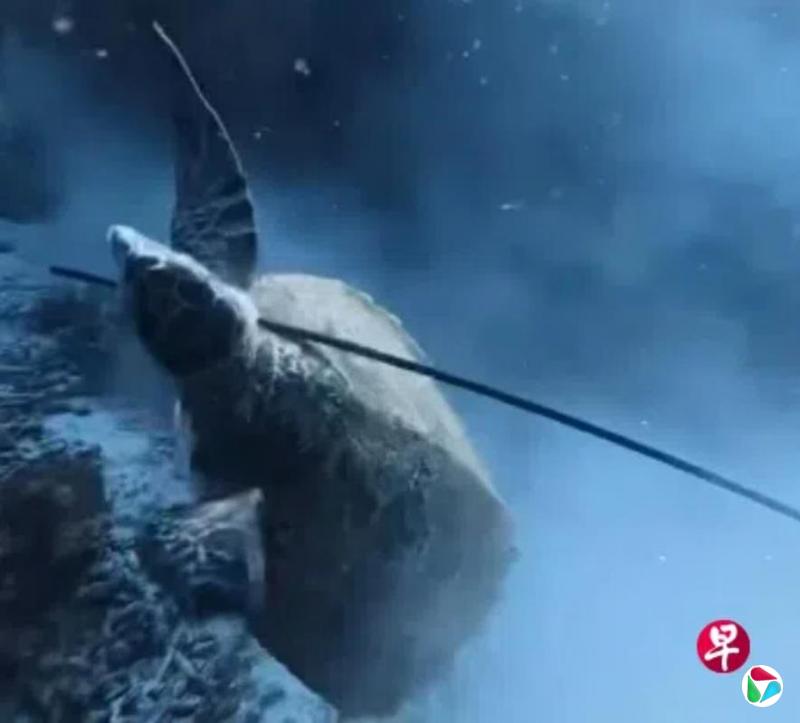 潜水猎杀珍稀海龟并烹食 中国男子在印尼被控制